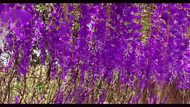 清明踏青景色蜜蜂花丛采蜜视频的预览图